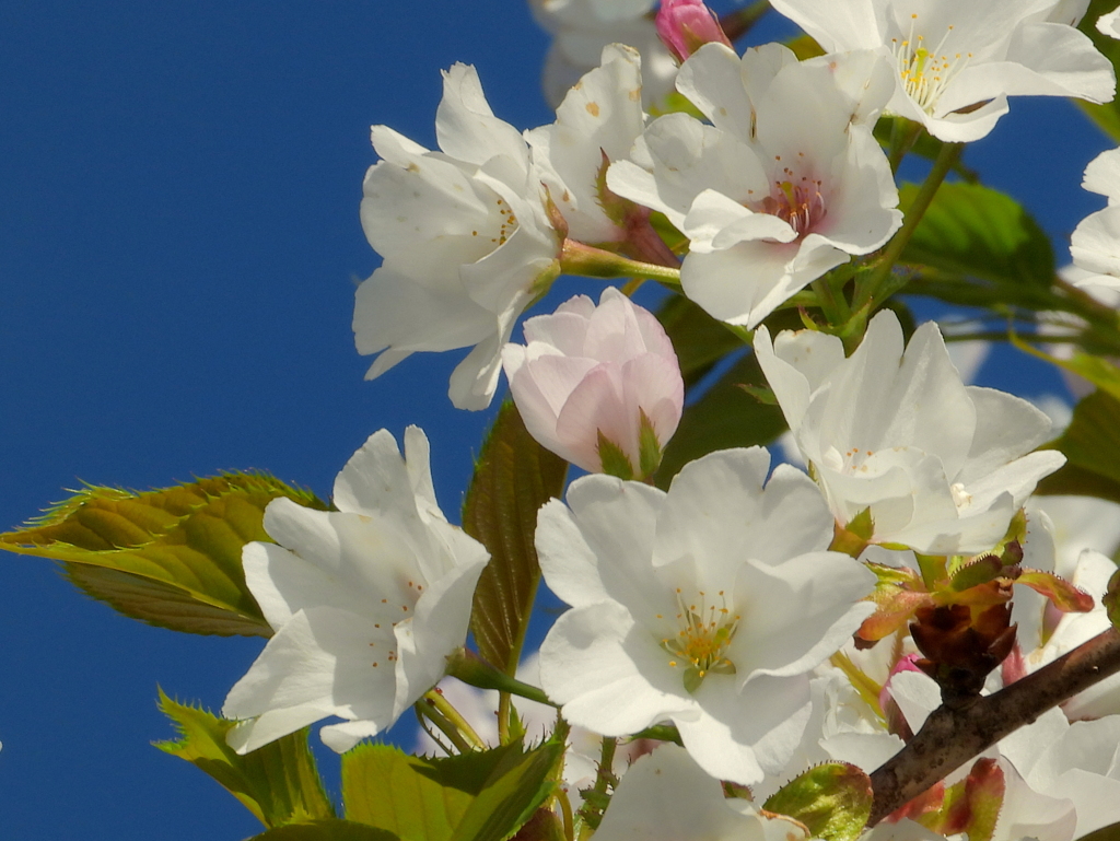 山桜の淡いピンク