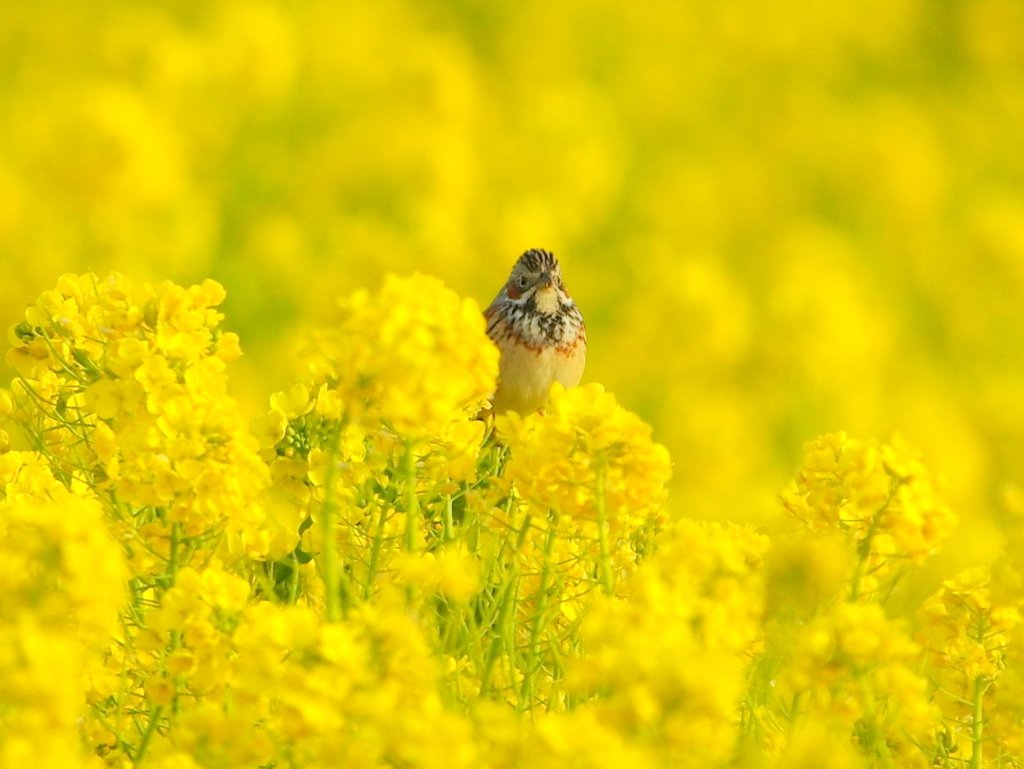 菜の花の香り