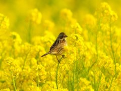 菜の花の中で