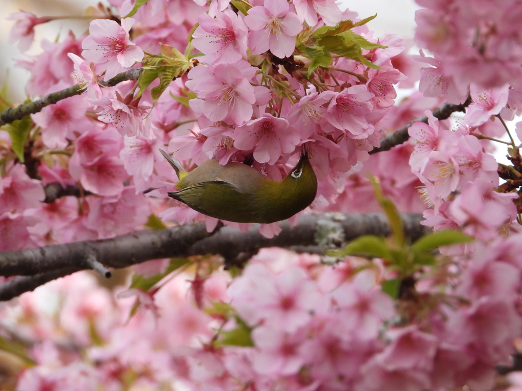 メジロと河津桜