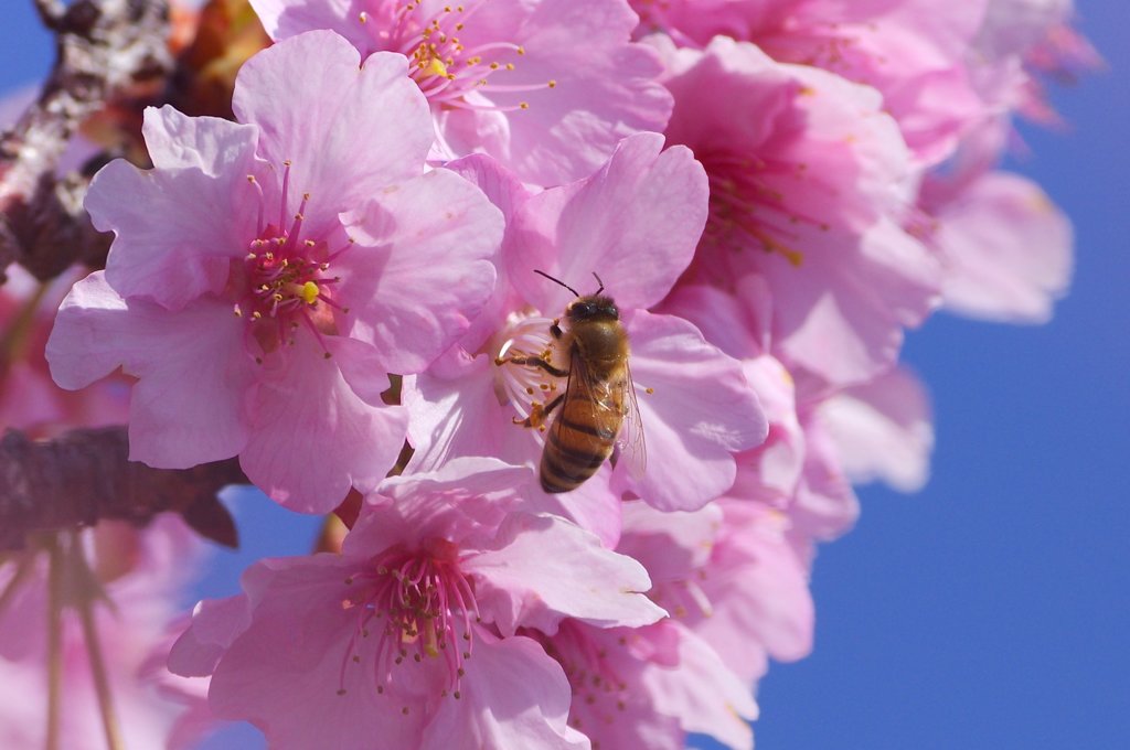 川津桜