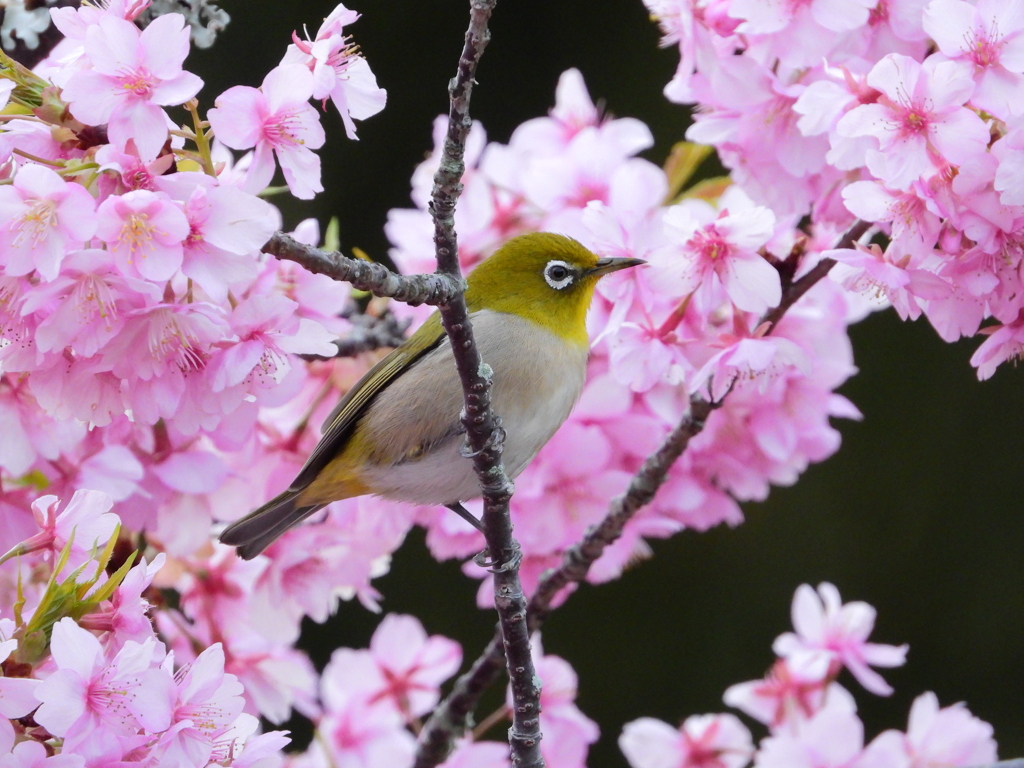 メジロさんと河津桜