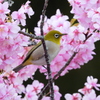 メジロさんと河津桜