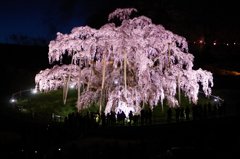 滝桜ライトアップ