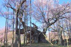 樹齢約2000年の桜 山高神代桜２