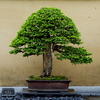 エゾ松　樹齢300年以上