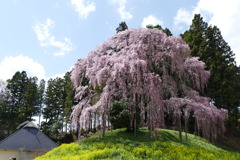 古戦場のしだれ桜