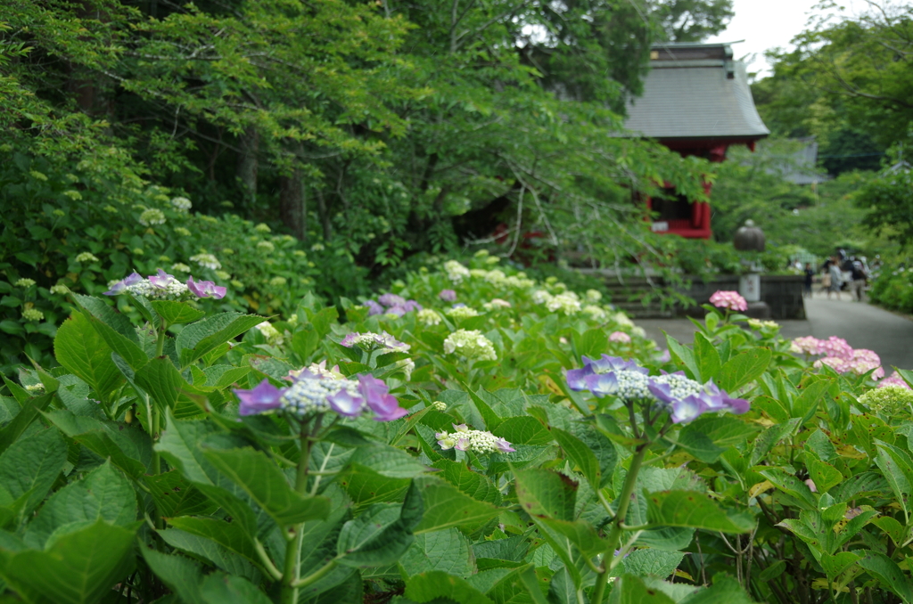 あじさい寺