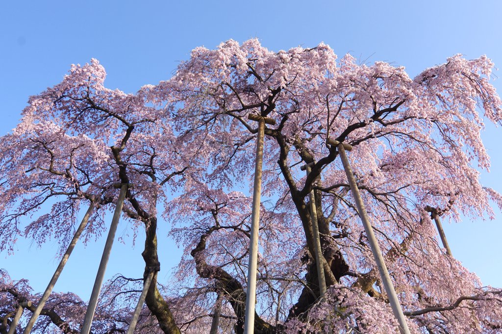 滝桜