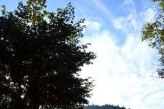 #8  秋空