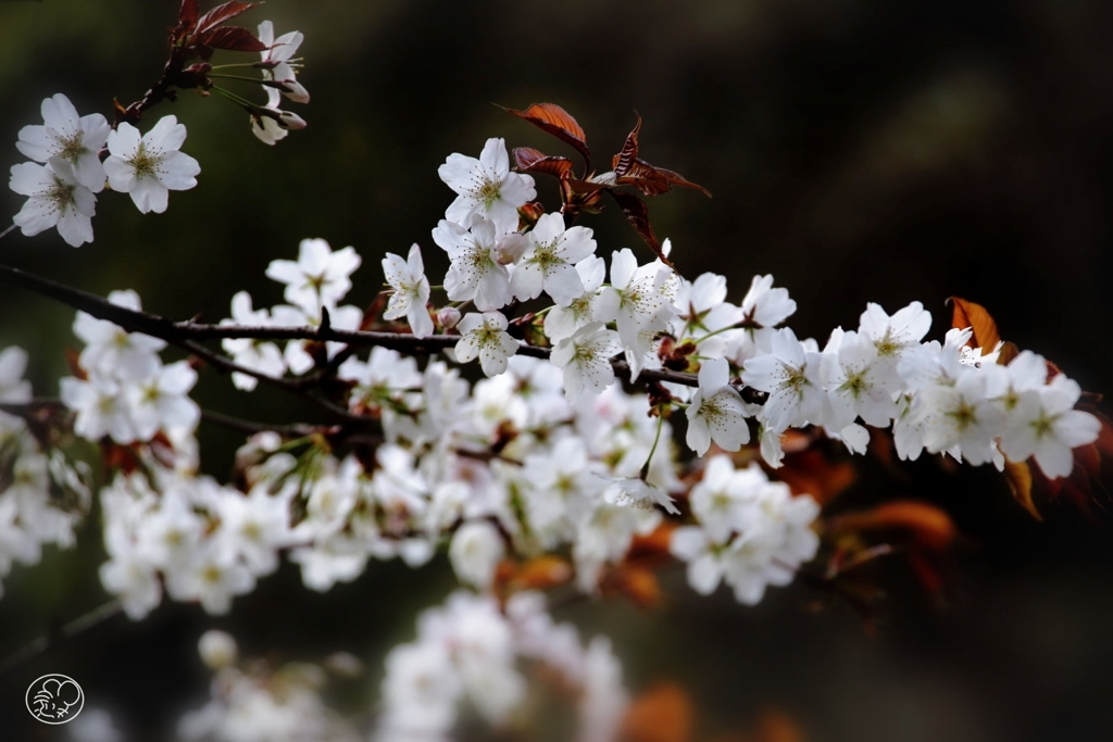 日本の桜