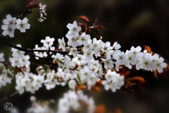 日本の桜