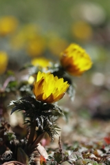 訪春の花　１