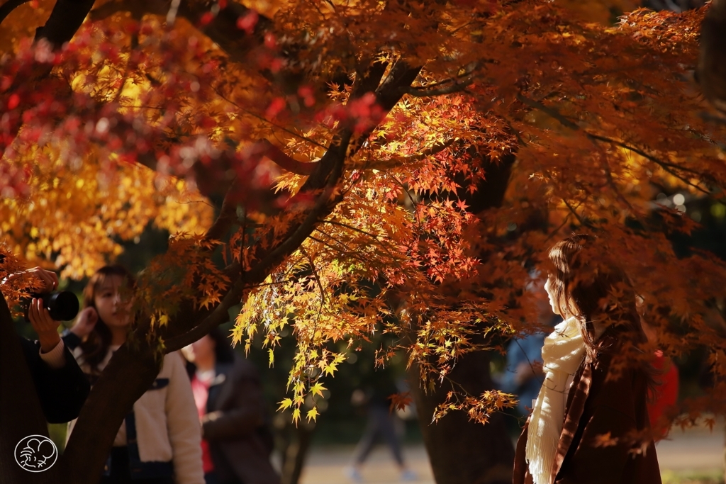 御苑の紅葉 －１６