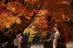 御苑の紅葉 －１６