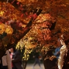 御苑の紅葉 －１６