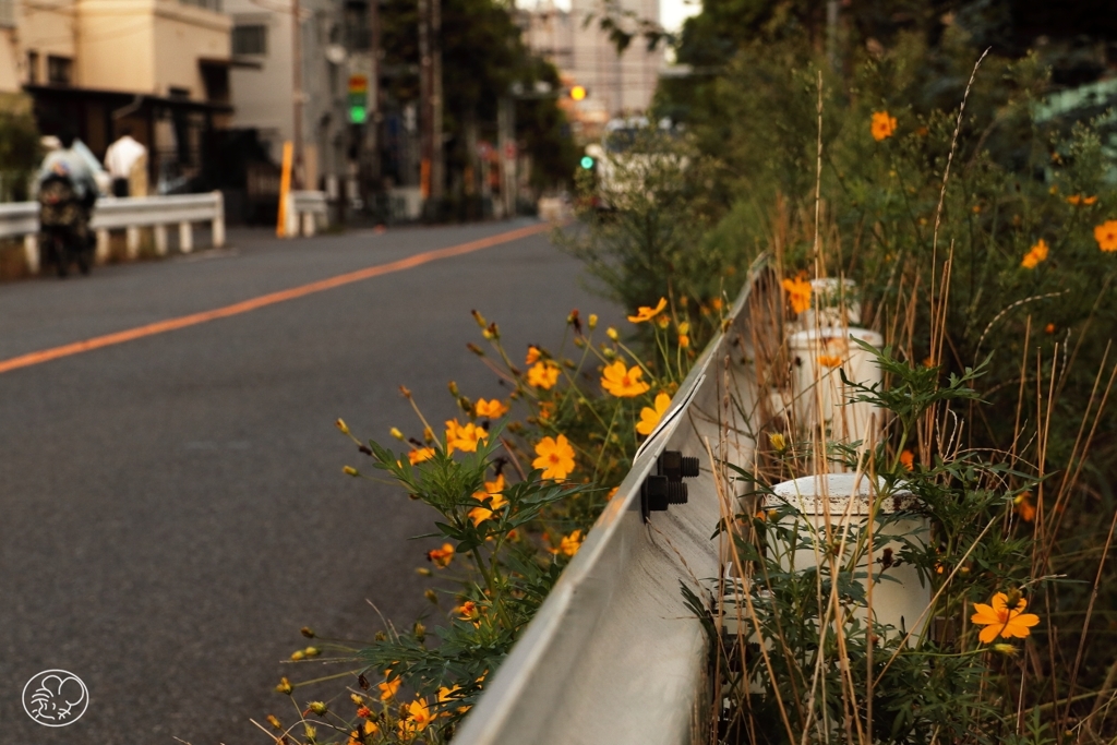 日暮れの散歩道 －３