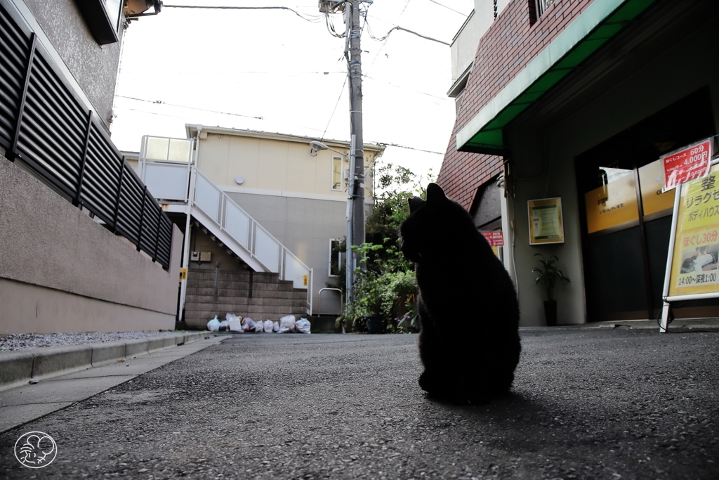 朝（２）