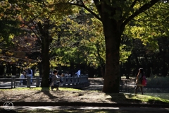 秋の公園はちょっとおしゃれに