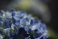 マクロで初夏の花 －１