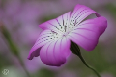 公園の花　３