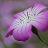 公園の花　３