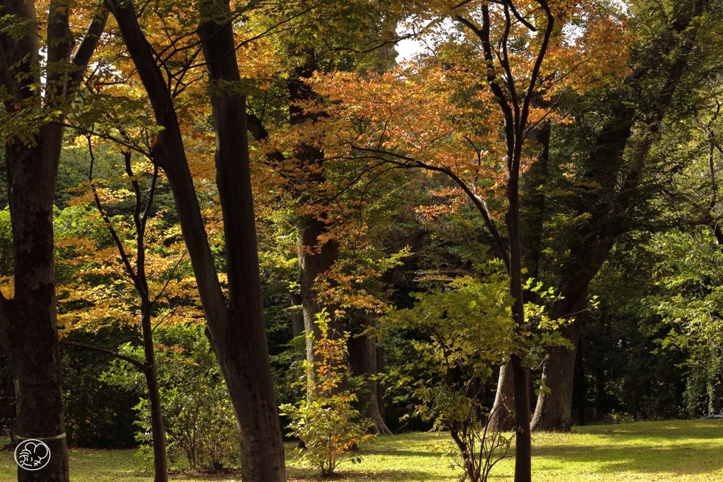 公園は秋模様