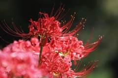 秋華　９
