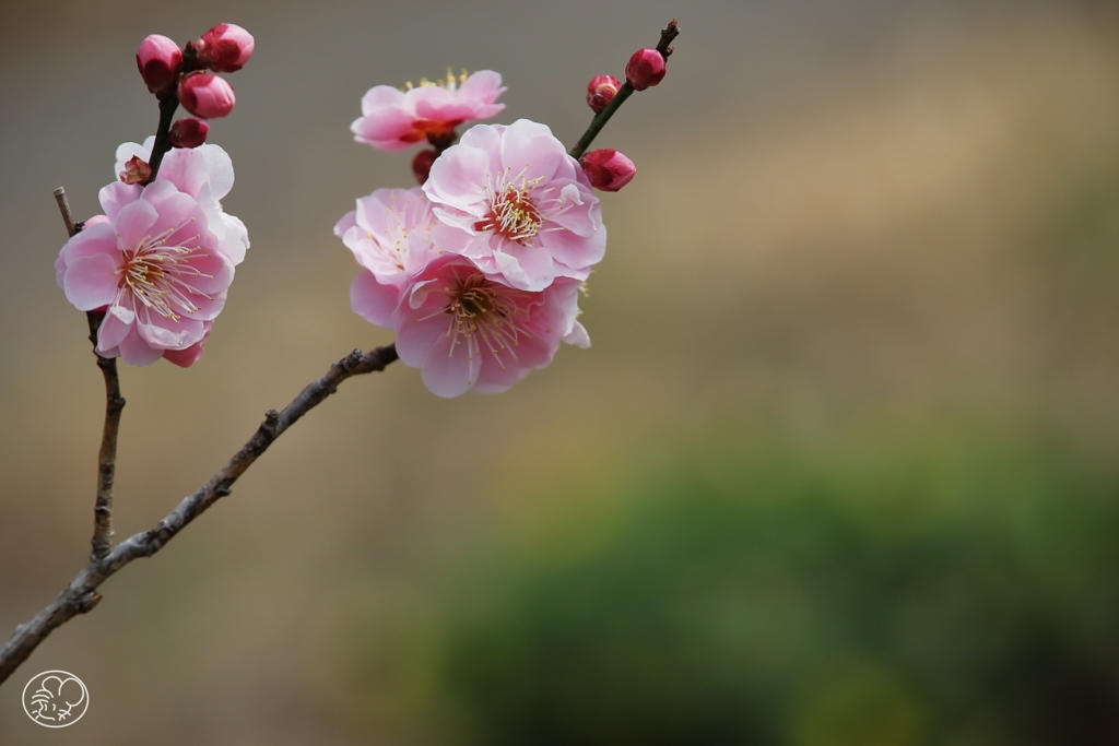 公園の春の花　８