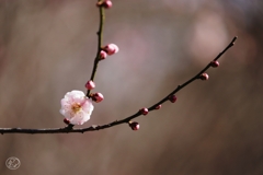 梅　８