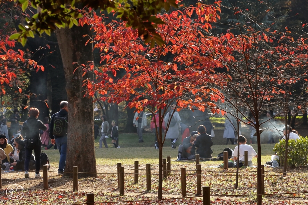 秋の公園