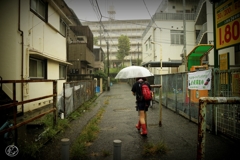 夏の雨