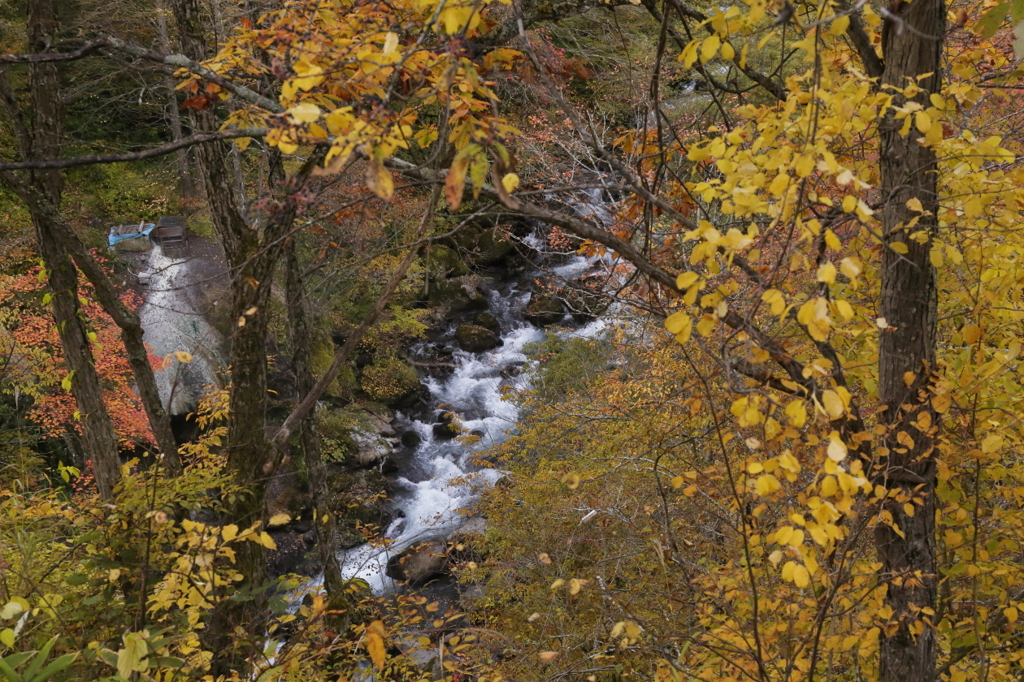 秋色渓流