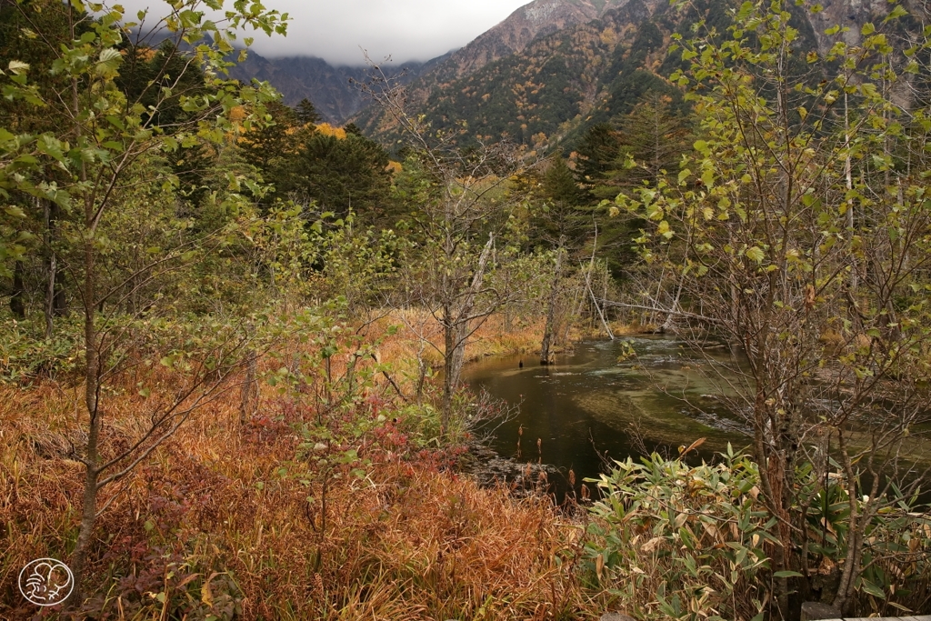 岳沢湿原