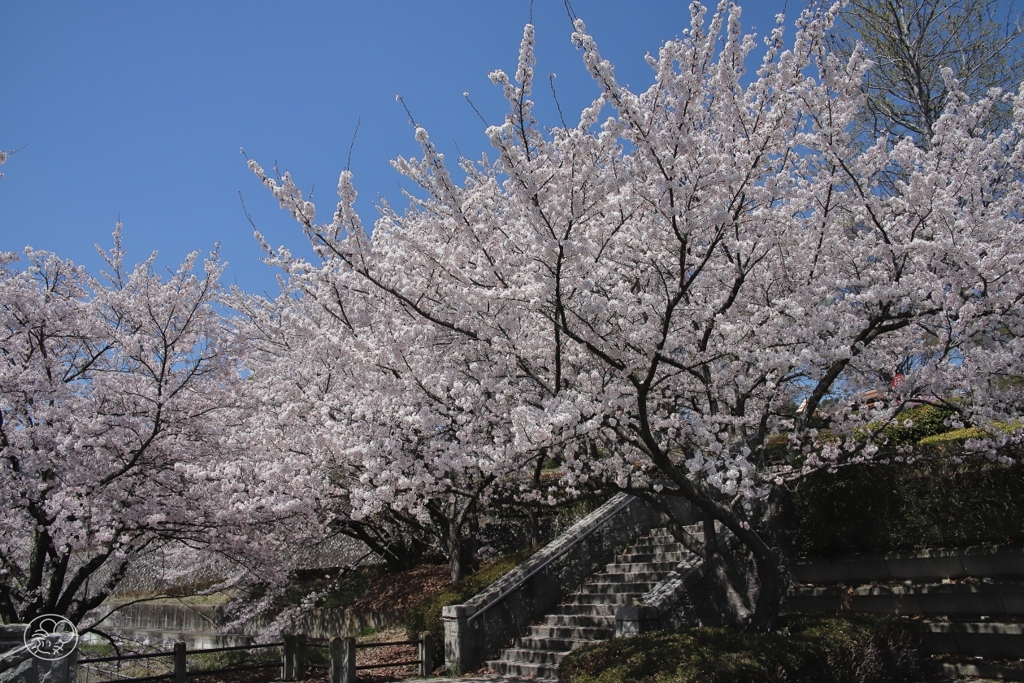 フルーツ公園の桜