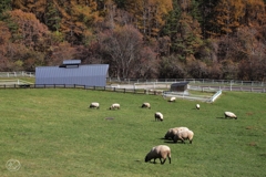 県立まきば公園　２