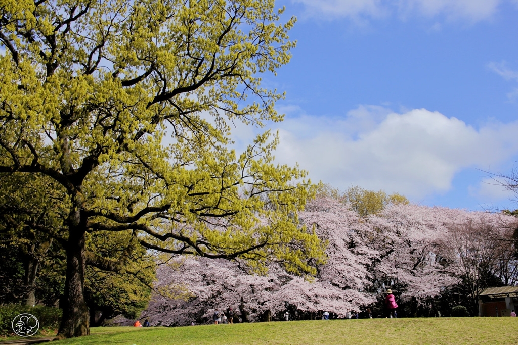 春は空いっぱいに