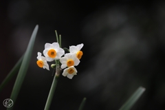 静かな花