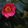 椿　５