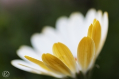 オステオスペルマム－３