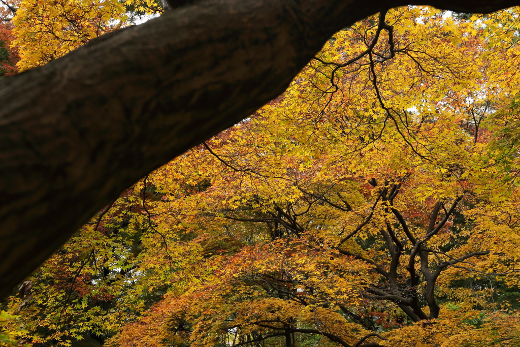 御苑の森の秋の色