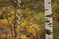 変わりゆきて散りゆきて