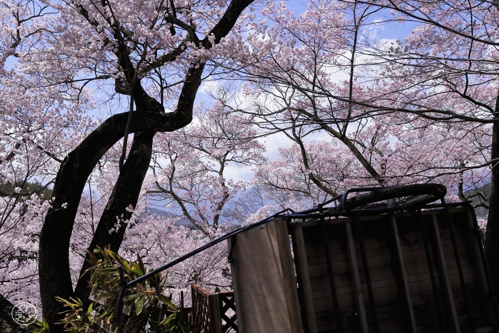 高遠の桜 －１４