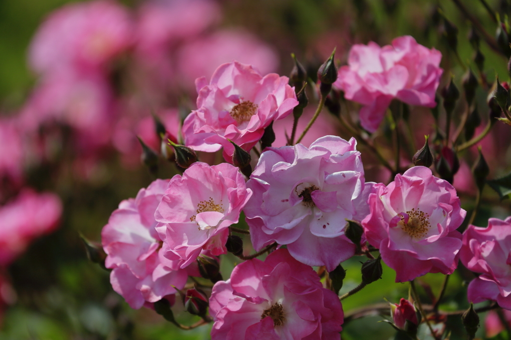 フェア・プレイ