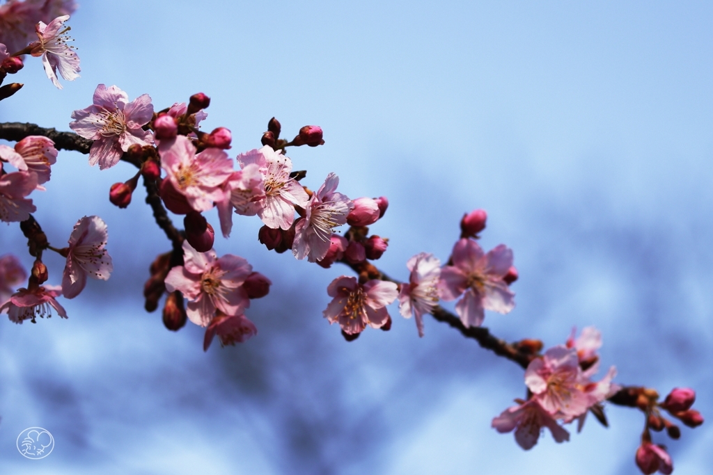 河津桜　３