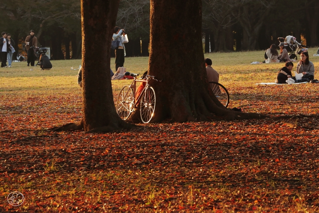 公園の秋　９