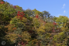 安曇の紅葉　３