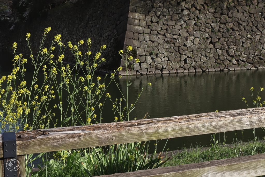 清水濠の菜の花