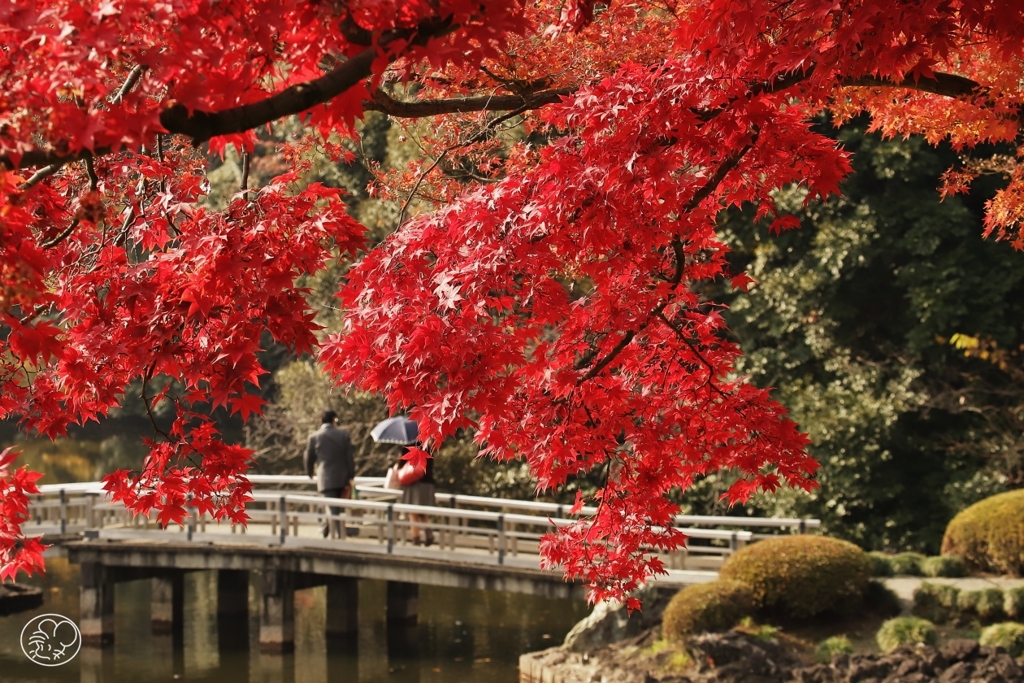 上の池の紅葉
