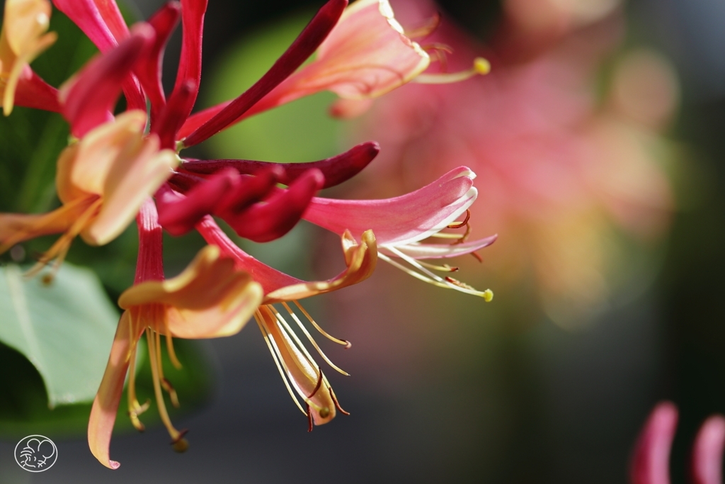 散歩道の花　８